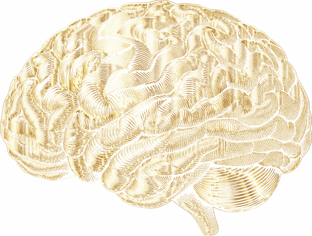 Exploring the Three Main Areas of Neuroscience in Leadership Development Exploring the Three Main Areas of Neuroscience in Leadership Development