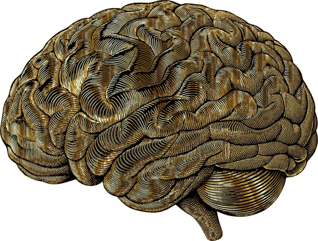 Exploring the Three Main Areas of Neuroscience in Leadership Development Exploring the Three Main Areas of Neuroscience in Leadership Development