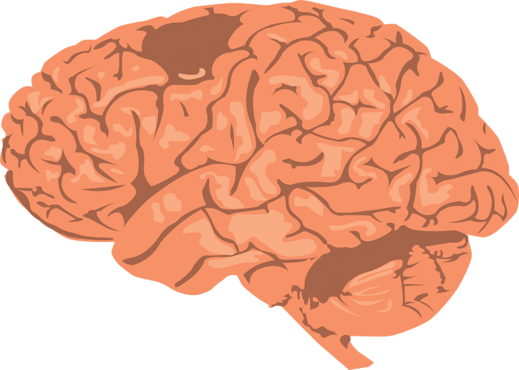 Exploring the Neuroscience Behind Leadership Development Exploring the Neuroscience Behind Leadership Development