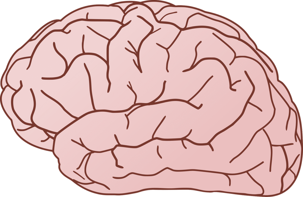 Understanding the Ages Model in Neuroscience and Leadership Development