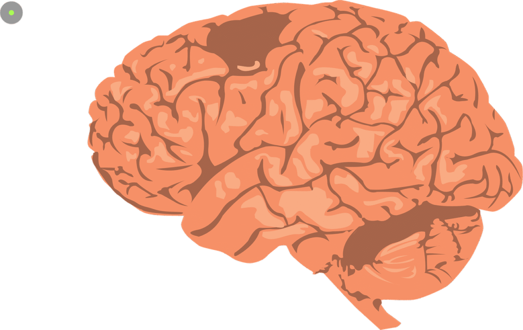 Understanding the Ages Model in Neuroscience and Leadership Development